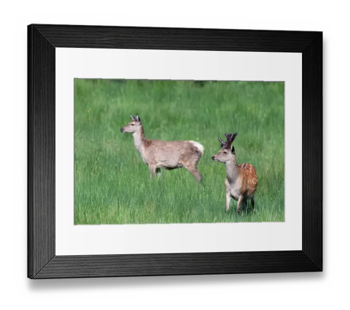 Framed Print : Two Sika deer (Cervus nippon) standing in grassland, Knapdale Forest, Argyll and Bute, Scotland, UK. June Framed Print : Two Sika deer (Cervus nippon) standing in grassland, Knapdale Forest, Argyll and Bute, Scotland, UK. June