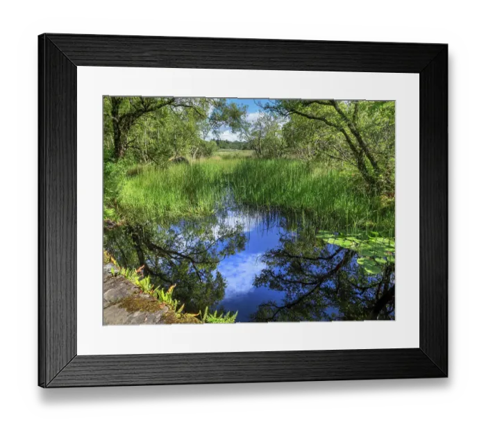 Framed Print : Pond with lily pads, Taynish National Nature Reserve, Knapdale peninsula, Argyll and Bute, Scotland, UK. June, 2017 Framed Print : Pond with lily pads, Taynish National Nature Reserve, Knapdale peninsula, Argyll and Bute, Scotland, UK. June, 2017