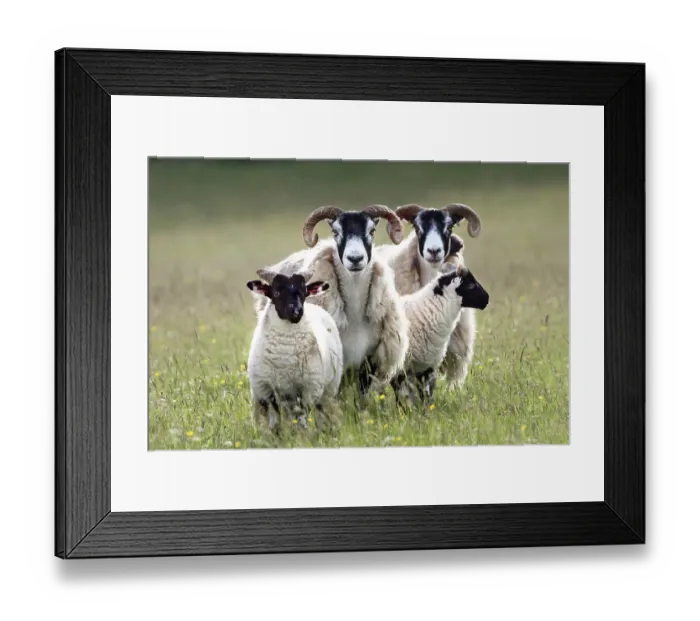 Framed Print : Two Blackface sheep with lambs, portrait, Knapdale, Argyll and Bute, Scotland, UK. June Framed Print : Two Blackface sheep with lambs, portrait, Knapdale, Argyll and Bute, Scotland, UK. June