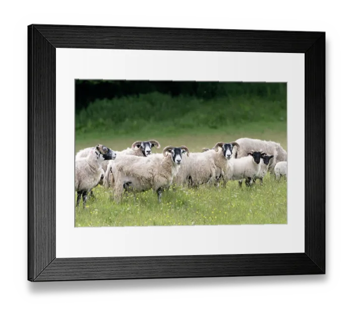 Framed Print : Blackface sheep flock with lambs, portrait, Knapdale, Argyll and Bute, Scotland, UK. June Framed Print : Blackface sheep flock with lambs, portrait, Knapdale, Argyll and Bute, Scotland, UK. June