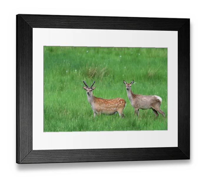 Framed Print : Two Sika deer (Cervus nippon) standing in grassland, Knapdale Forest, Argyll and Bute, Scotland, UK. June Framed Print : Two Sika deer (Cervus nippon) standing in grassland, Knapdale Forest, Argyll and Bute, Scotland, UK. June