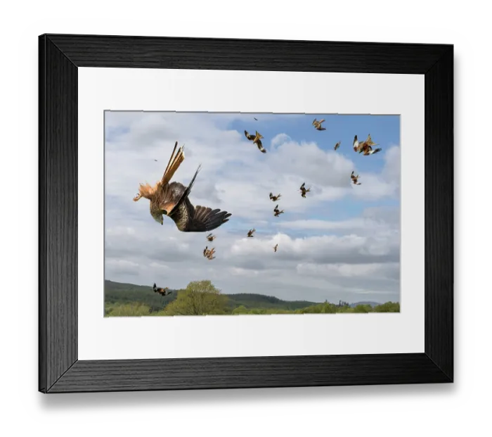 Framed Print : Group of Red kites (Milvus milvus) swooping down to feed at feeding station. The Galloway Kite Trail and Feeding Station, Dumfries and Galloway, Scotland, UK. May Framed Print : Group of Red kites (Milvus milvus) swooping down to feed at feeding station. The Galloway Kite Trail and Feeding Station, Dumfries and Galloway, Scotland, UK. May