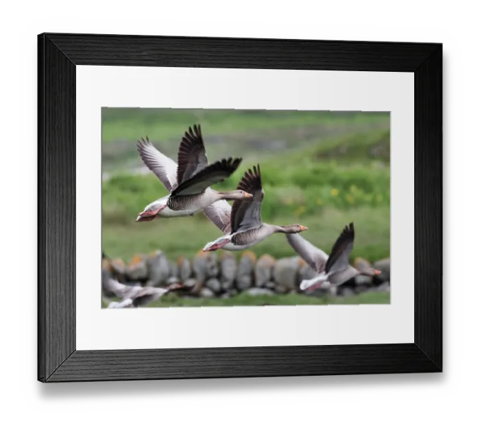 Framed Print : Three Greylag geese (Anser anser) in flight, Knapdale Peninsula, Argyll and Bute, Scotland, UK. June