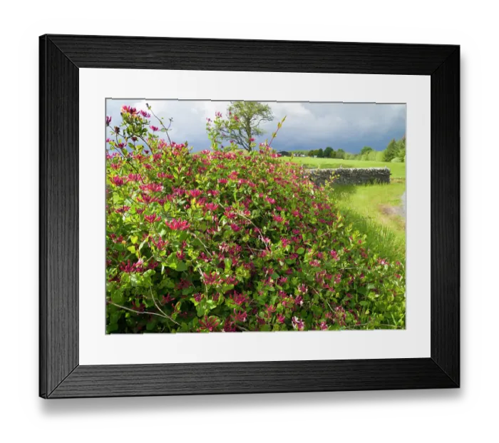 Framed Print : Wild honeysuckle (Lonicera periclymenum) in flower, south-east Scotland, UK. May