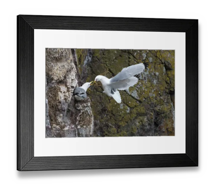 Framed Print : Kittiwakes (Rissa tridactyla) pair nest building on cliff, St. Abb's Head National Nature Reserve, Berwickshire, Scotland, UK. May Framed Print : Kittiwakes (Rissa tridactyla) pair nest building on cliff, St. Abb's Head National Nature Reserve, Berwickshire, Scotland, UK. May