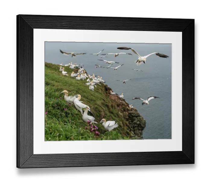 Framed Print : Northern gannets (Morus bassanus) grass-gathering on cliff top, Bempton Cliffs, East Riding of Yorkshire, England, UK. May Framed Print : Northern gannets (Morus bassanus) grass-gathering on cliff top, Bempton Cliffs, East Riding of Yorkshire, England, UK. May