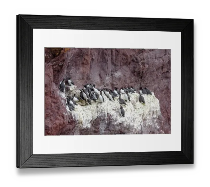 Framed Print : Guillemots (Uria aalge) nesting colony on cliff face, St. Abb's Head National Nature Reserve, Berwickshire, Scotland, UK. May Framed Print : Guillemots (Uria aalge) nesting colony on cliff face, St. Abb's Head National Nature Reserve, Berwickshire, Scotland, UK. May