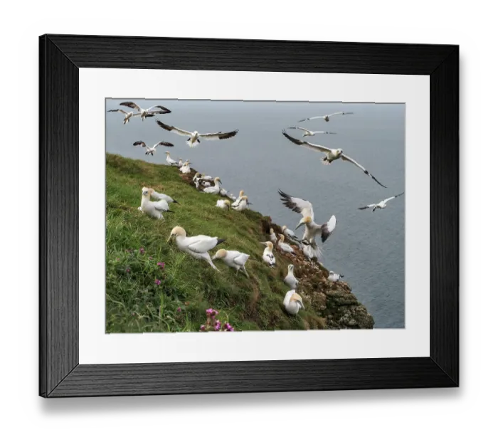 Framed Print : Northern gannets (Morus bassanus) grass-gathering on cliff top, Bempton Cliffs, East Riding of Yorkshire, England, UK. May Framed Print : Northern gannets (Morus bassanus) grass-gathering on cliff top, Bempton Cliffs, East Riding of Yorkshire, England, UK. May