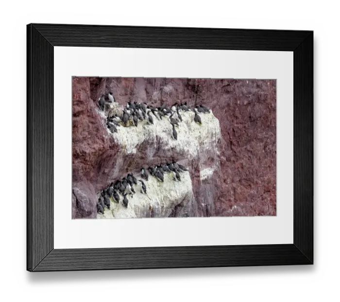 Framed Print : Guillemots (Uria aalge) nesting colony on cliff face, St. Abb's Head National Nature Reserve, Berwickshire, Scotland, UK. May Framed Print : Guillemots (Uria aalge) nesting colony on cliff face, St. Abb's Head National Nature Reserve, Berwickshire, Scotland, UK. May