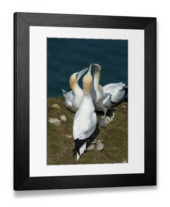 Framed Print : Three Northern gannet (Morus bassanus) juveniles performing mutual fencing (greeting or sexual ceremony) within a 'club' (a kind of non-nesting community) Framed Print : Three Northern gannet (Morus bassanus) juveniles performing mutual fencing (greeting or sexual ceremony) within a 'club' (a kind of non-nesting community)