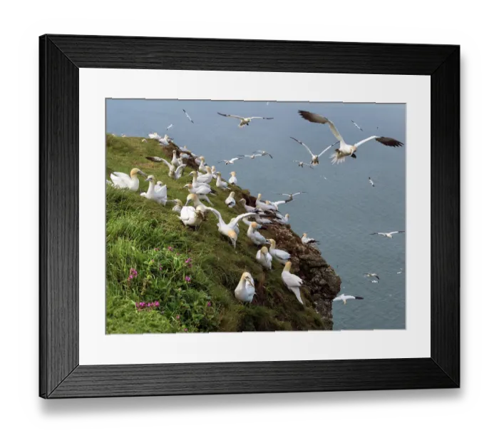 Framed Print : Northern gannets (Morus bassanus) grass-gathering on cliff top, Bempton Cliffs, East Riding of Yorkshire, England, UK. May Framed Print : Northern gannets (Morus bassanus) grass-gathering on cliff top, Bempton Cliffs, East Riding of Yorkshire, England, UK. May