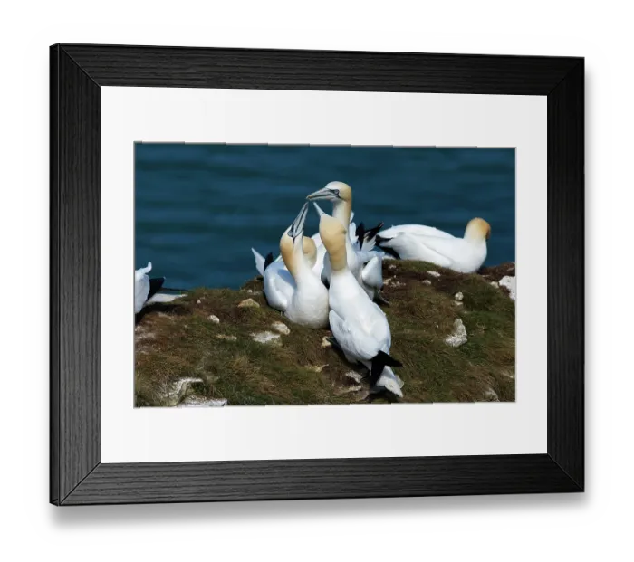 Framed Print : Three Northern gannet (Morus bassanus) juveniles performing mutual fencing (greeting or sexual ceremony) within a 'club' (a kind of non-nesting community) Framed Print : Three Northern gannet (Morus bassanus) juveniles performing mutual fencing (greeting or sexual ceremony) within a 'club' (a kind of non-nesting community)
