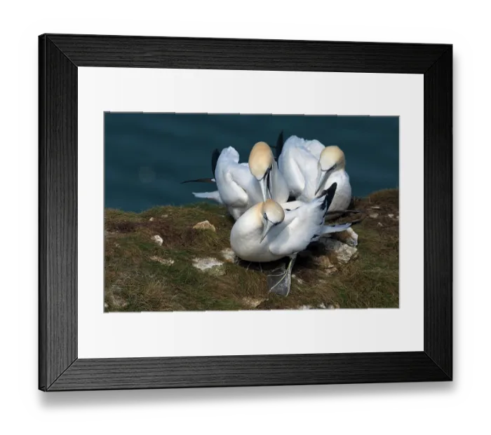 Framed Print : Three Northern gannet (Morus bassanus) juveniles perched on cliff top - male (left) performing nape-biting on female, Bempton Cliffs, East Riding of Yorkshire, England, UK. May Framed Print : Three Northern gannet (Morus bassanus) juveniles perched on cliff top - male (left) performing nape-biting on female, Bempton Cliffs, East Riding of Yorkshire, England, UK. May