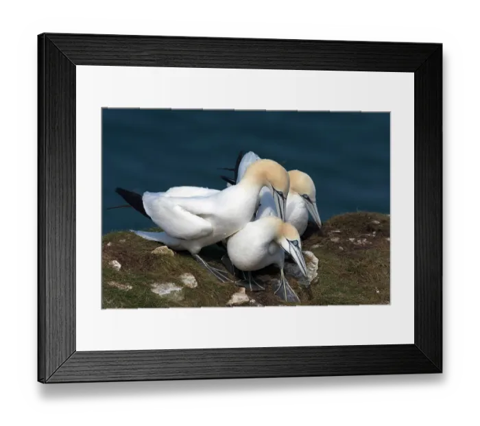Framed Print : Three Northern gannet (Morus bassanus) juveniles perched on cliff top - male (left) performing nape-biting on female, Bempton Cliffs, East Riding of Yorkshire, England, UK. May Framed Print : Three Northern gannet (Morus bassanus) juveniles perched on cliff top - male (left) performing nape-biting on female, Bempton Cliffs, East Riding of Yorkshire, England, UK. May