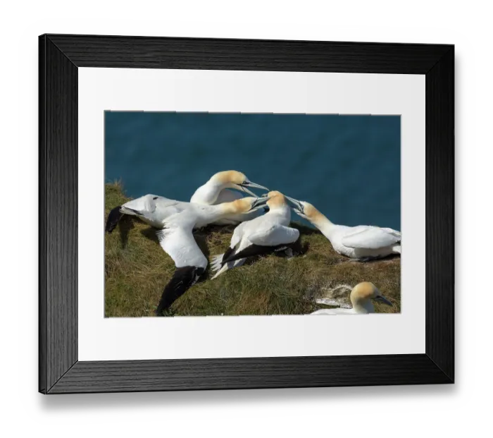Framed Print : Northern gannet (Morus bassanus) Framed Print : Northern gannet (Morus bassanus)