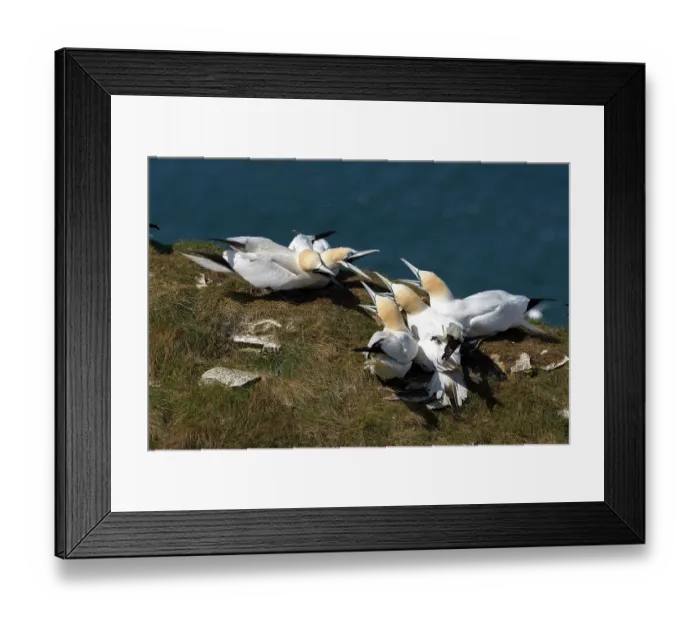 Framed Print : Northern gannet (Morus bassanus) Framed Print : Northern gannet (Morus bassanus)
