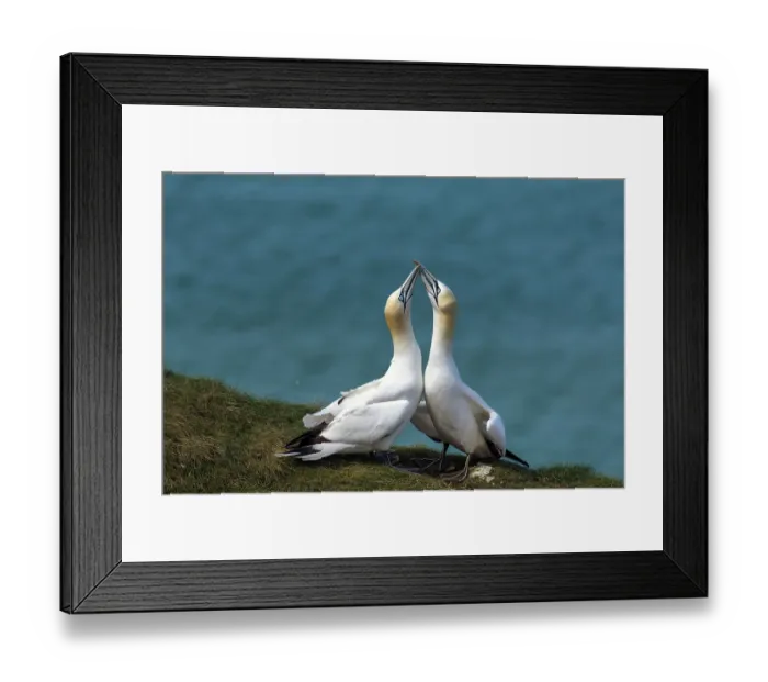 Framed Print : Two Northern gannets (Morus bassanus) displaying - low intensity mutual-fencing between two immature individuals, Bempton Cliffs, East Riding of Yorkshire, England, UK. May Framed Print : Two Northern gannets (Morus bassanus) displaying - low intensity mutual-fencing between two immature individuals, Bempton Cliffs, East Riding of Yorkshire, England, UK. May