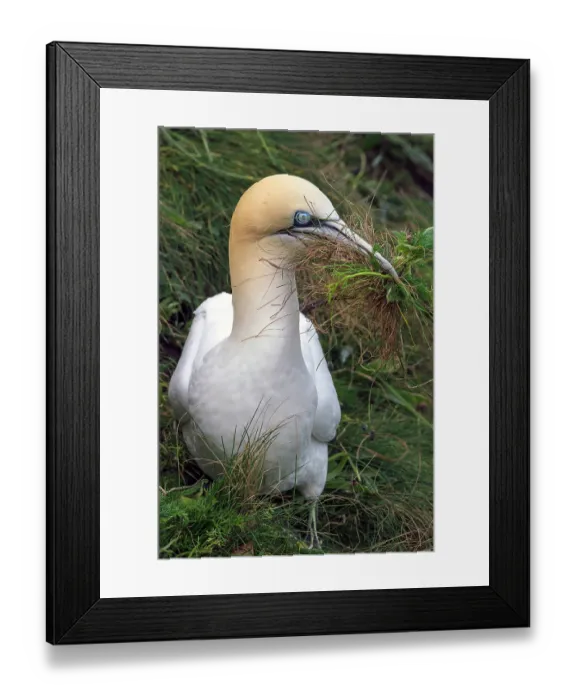 Framed Print : Northern gannet (Morus bassanus) gathering grass for nesting, Bempton Cliffs, Yorkshire, England, UK. May Framed Print : Northern gannet (Morus bassanus) gathering grass for nesting, Bempton Cliffs, Yorkshire, England, UK. May