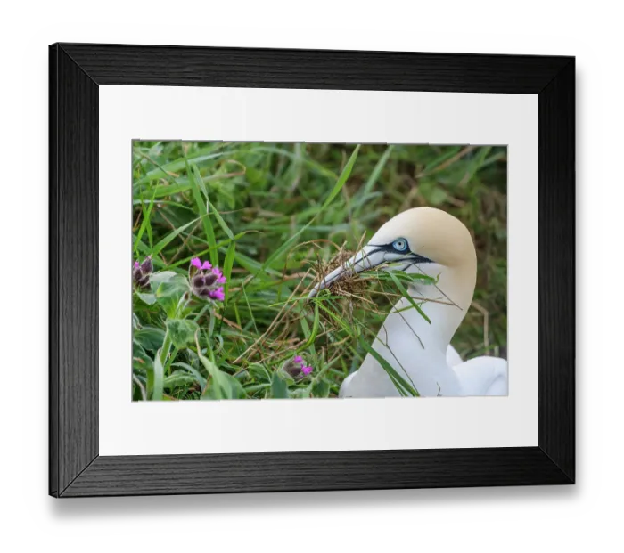 Framed Print : Northern gannet (Morus bassanus) gathering grass for nesting, Bempton Cliffs, Yorkshire, England, UK. May Framed Print : Northern gannet (Morus bassanus) gathering grass for nesting, Bempton Cliffs, Yorkshire, England, UK. May