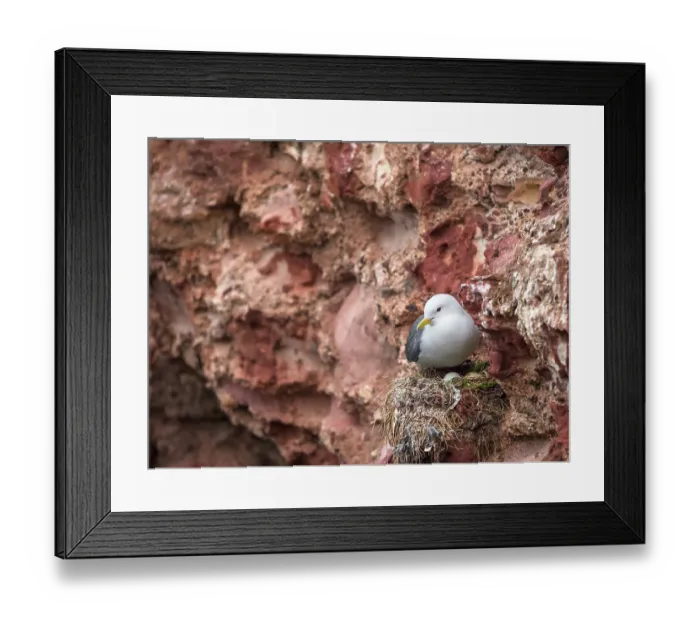 Framed Print : Kittiwake (Rissa tridactyla) nesting on the old bricks of Dunbar Castle, East Lothian, Scotland, UK. May