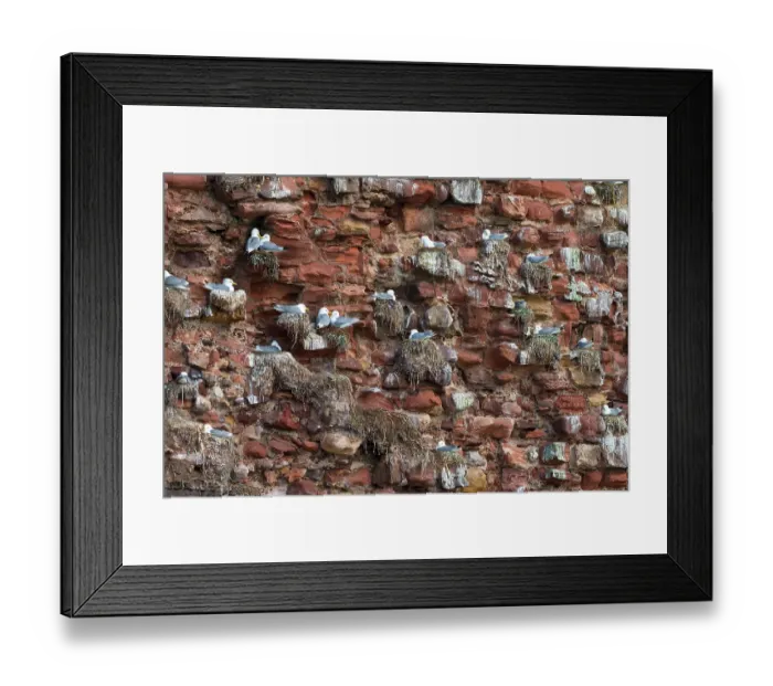 Framed Print : Kittiwakes (Rissa tridactyla) nesting colony on ruins of castle wall, Dunbar Castle, East Lothian, Scotland, UK. May Framed Print : Kittiwakes (Rissa tridactyla) nesting colony on ruins of castle wall, Dunbar Castle, East Lothian, Scotland, UK. May