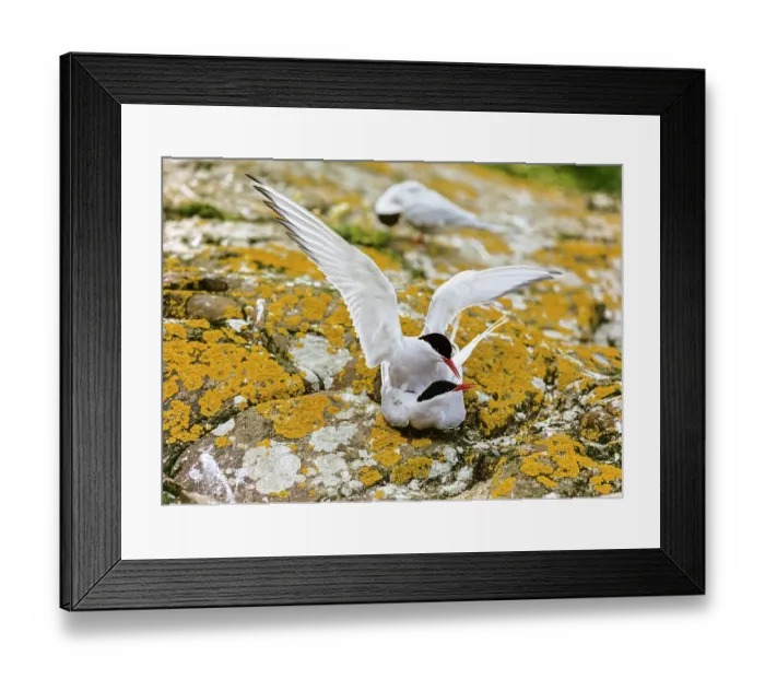 Framed Print : Arctic terns (Sterna paradisaea) pair mating, Farne Islands, Northumberland, England, UK Framed Print : Arctic terns (Sterna paradisaea) pair mating, Farne Islands, Northumberland, England, UK
