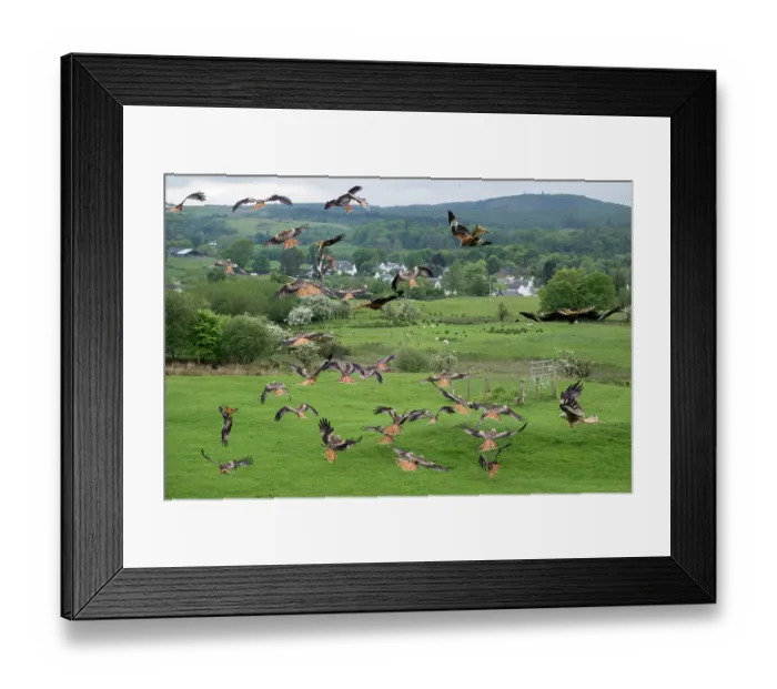 Framed Print : Group of Red kites (Milvus milvus) landing at feeding station. The Galloway Kite Trail and Feeding Station, Dumfries and Galloway, Scotland, UK. May. Controlled conditions Framed Print : Group of Red kites (Milvus milvus) landing at feeding station. The Galloway Kite Trail and Feeding Station, Dumfries and Galloway, Scotland, UK. May. Controlled conditions