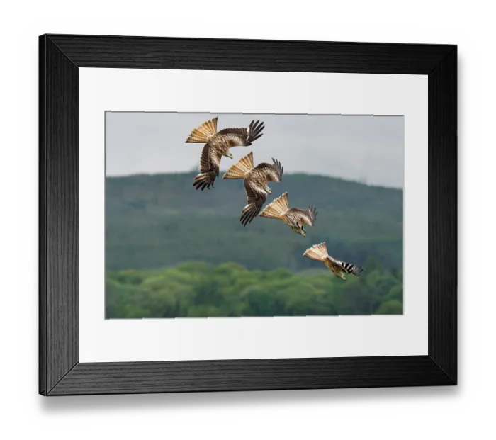 Framed Print : Red kite (Milvus milvus) swooping down, Laurieston Forest, The Galloway Kite Trail and Feeding Station, Dumfries and Galloway, Scotland, UK. May. Controlled conditions