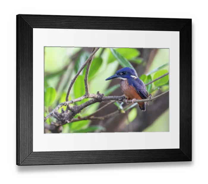 Framed Print : Shining-blue kingfisher (Alcedo quadribrachys) sub-adult, perched on branch, Allahein river, The Gambia Framed Print : Shining-blue kingfisher (Alcedo quadribrachys) sub-adult, perched on branch, Allahein river, The Gambia