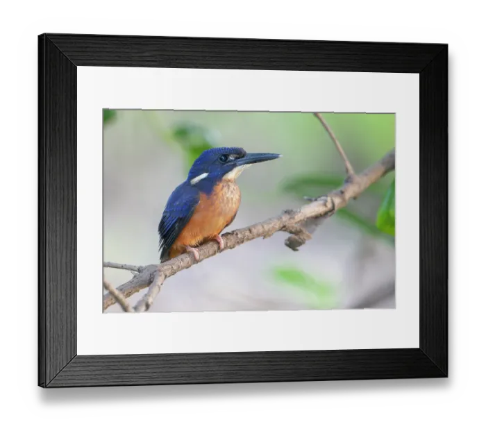 Framed Print : Shining-blue kingfisher (Alcedo quadribrachys) sub-adult, perched on branch, Allahein river, The Gambia Framed Print : Shining-blue kingfisher (Alcedo quadribrachys) sub-adult, perched on branch, Allahein river, The Gambia