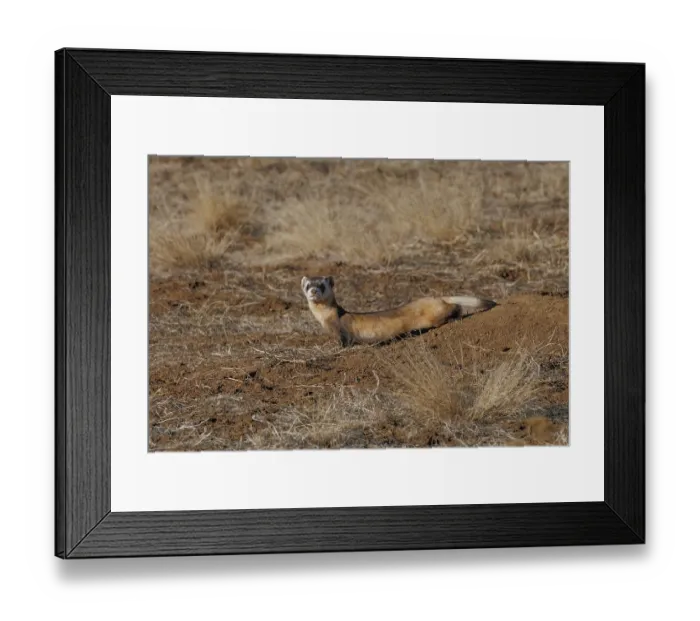 Framed Print : Black-footed ferret (Mustela nigripes) hunting around a prairie dog burrow on the high prairie, Rocky Mountain Arsenal, Colorado, USA. December. Endangered Framed Print : Black-footed ferret (Mustela nigripes) hunting around a prairie dog burrow on the high prairie, Rocky Mountain Arsenal, Colorado, USA. December. Endangered