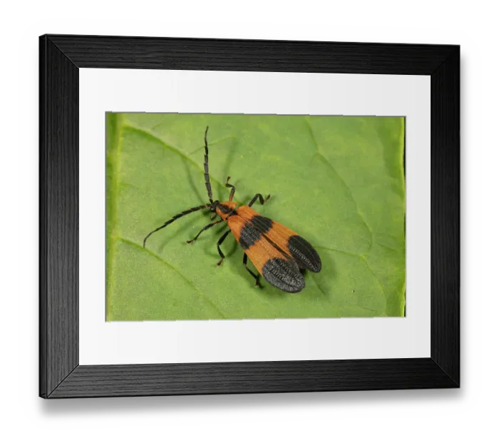Framed Print : Banded net-wing (Calopteron reticulatum) resting on a leaf, Pennsylvania, USA. July Framed Print : Banded net-wing (Calopteron reticulatum) resting on a leaf, Pennsylvania, USA. July