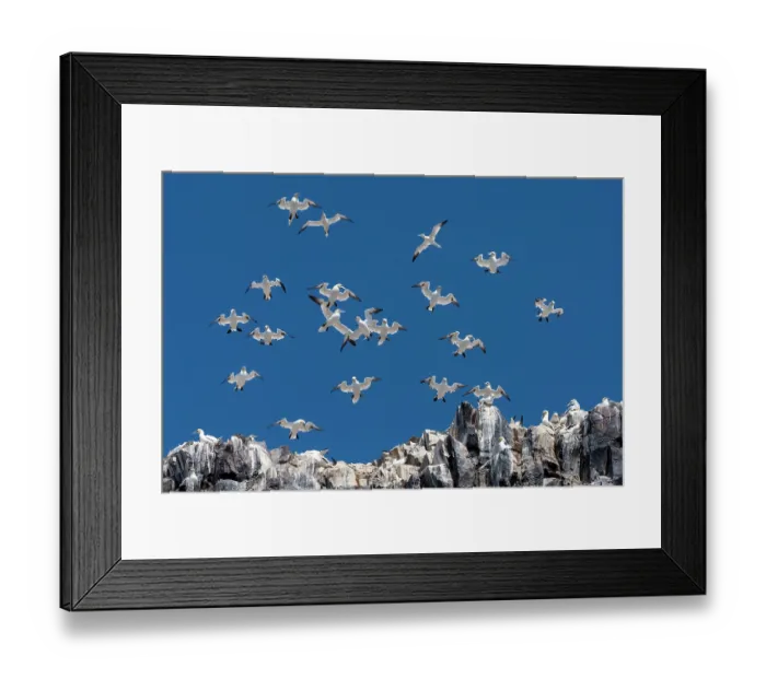 Framed Print : Northern gannets (Morus bassanus) hovering in strong wind at nesting colony, Bass Rock, Lothian, Scotland, UK. May Framed Print : Northern gannets (Morus bassanus) hovering in strong wind at nesting colony, Bass Rock, Lothian, Scotland, UK. May