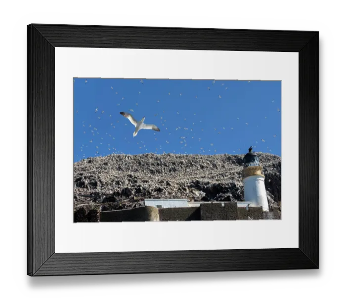 Framed Print : Northern gannets (Morus bassanus) in flight over lighthouse at nesting colony on Bass Rock, Lothian, Scotland, UK. May Framed Print : Northern gannets (Morus bassanus) in flight over lighthouse at nesting colony on Bass Rock, Lothian, Scotland, UK. May