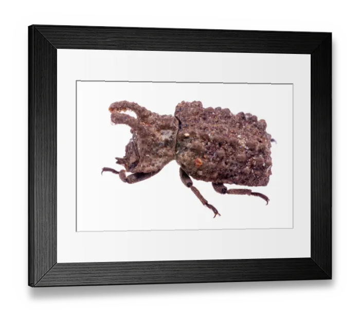 Framed Print : Forked fungus beetle (Bolitotherus cornutus) head portrait, Angelina National Forest, Jasper County, Texas, USA. May Framed Print : Forked fungus beetle (Bolitotherus cornutus) head portrait, Angelina National Forest, Jasper County, Texas, USA. May