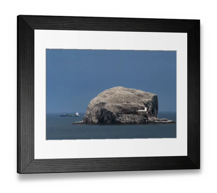 Framed Print : Northern gannets (Morus bassanus) nesting colony on Bass Rock, Firth of Forth, Lothian, Scotland, UK. July Framed Print : Northern gannets (Morus bassanus) nesting colony on Bass Rock, Firth of Forth, Lothian, Scotland, UK. July