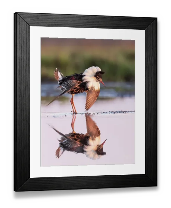Framed Print : Ruff (Calidris pugnax) male, displaying in feeding pool, Liminganlahti Bay, Liminka, Finland. May