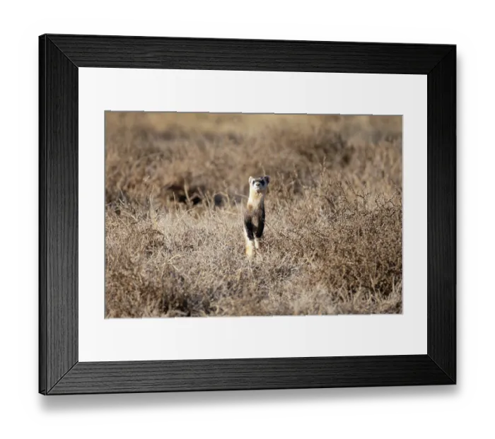 Framed Print : Black-footed ferret (Mustela nigripes) standing alert on the high prairie, Rocky Mountain Arsenal, Colorado, USA. December. Endangered Framed Print : Black-footed ferret (Mustela nigripes) standing alert on the high prairie, Rocky Mountain Arsenal, Colorado, USA. December. Endangered