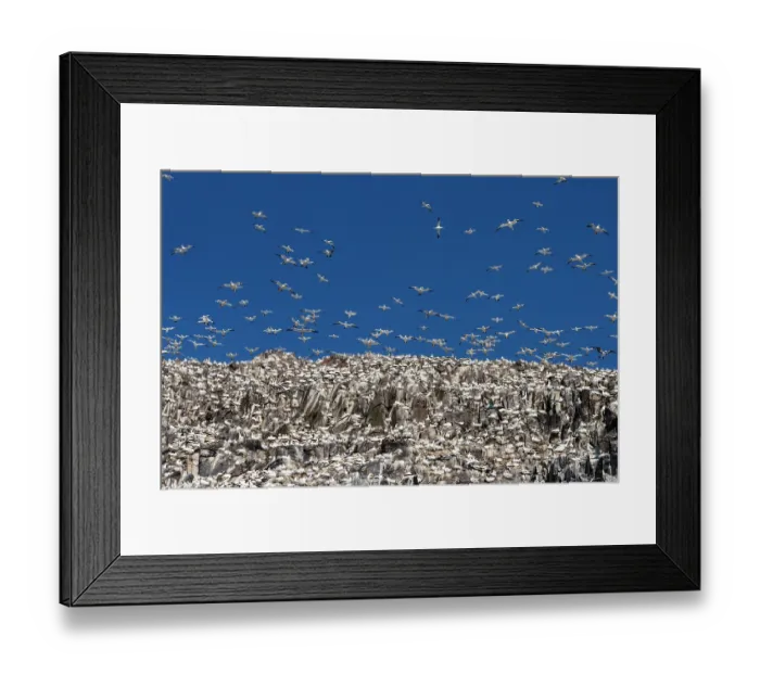 Framed Print : Northern gannets (Morus bassanus) nesting colony at Bass Rock, Lothian, Scotland, UK. May Framed Print : Northern gannets (Morus bassanus) nesting colony at Bass Rock, Lothian, Scotland, UK. May