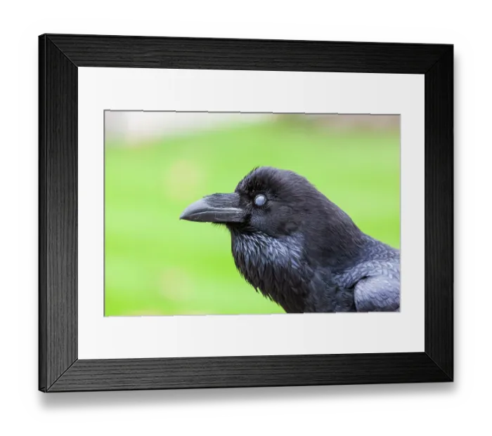 Framed Print : Raven (Corvus corax) with nictitating membrane closed, head portrait, The Tower of London, London, England, UK. October Framed Print : Raven (Corvus corax) with nictitating membrane closed, head portrait, The Tower of London, London, England, UK. October