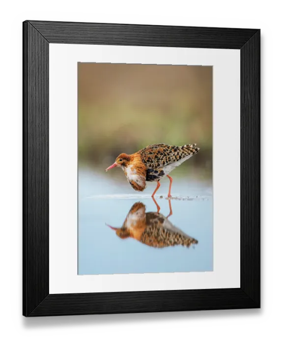 Framed Print : Ruff (Calidris pugnax) male standing in feeding pool with reflection, Liminganlahti Bay, Liminka, Finland. May