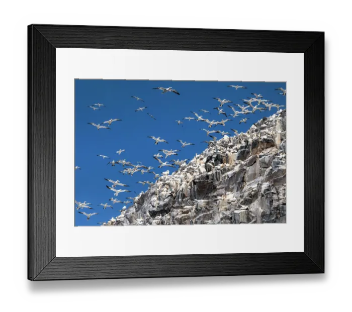 Framed Print : Northern gannets (Morus bassanus) nesting colony at Bass Rock, Lothian, Scotland, UK. May Framed Print : Northern gannets (Morus bassanus) nesting colony at Bass Rock, Lothian, Scotland, UK. May