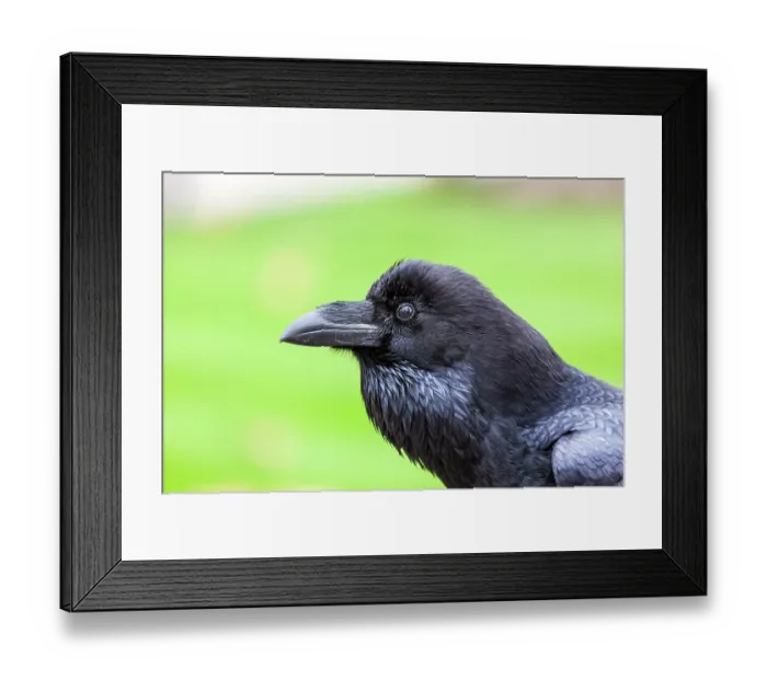Framed Print : Raven (Corvus corax) head portrait, The Tower of London, London, England, UK. October Framed Print : Raven (Corvus corax) head portrait, The Tower of London, London, England, UK. October