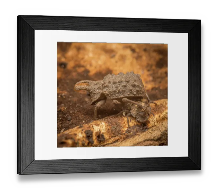Framed Print : Forked fungus beetle (Bolitotherus cornutus) restingg beneath a bracket fungus, Montgomery County, Pennsylvania, USA. July Framed Print : Forked fungus beetle (Bolitotherus cornutus) restingg beneath a bracket fungus, Montgomery County, Pennsylvania, USA. July