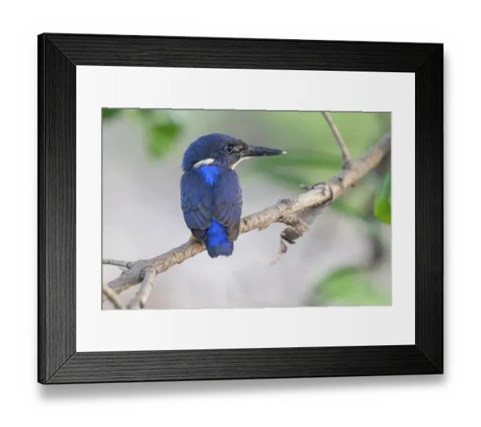 Framed Print : Shining-blue kingfisher (Alcedo quadribrachys) sub-adult, perched on branch, Allahein river, The Gambia Framed Print : Shining-blue kingfisher (Alcedo quadribrachys) sub-adult, perched on branch, Allahein river, The Gambia