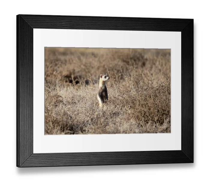 Framed Print : Black-footed ferret (Mustela nigripes) standing alert on the high prairie, Rocky Mountain Arsenal, Colorado, USA. December. Endangered Framed Print : Black-footed ferret (Mustela nigripes) standing alert on the high prairie, Rocky Mountain Arsenal, Colorado, USA. December. Endangered