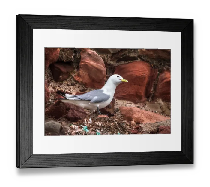 Framed Print : Kittiwake (Rissa tridactyla) perched on the old bricks of Dunbar Castle, East Lothian, Scotland, UK. May Framed Print : Kittiwake (Rissa tridactyla) perched on the old bricks of Dunbar Castle, East Lothian, Scotland, UK. May