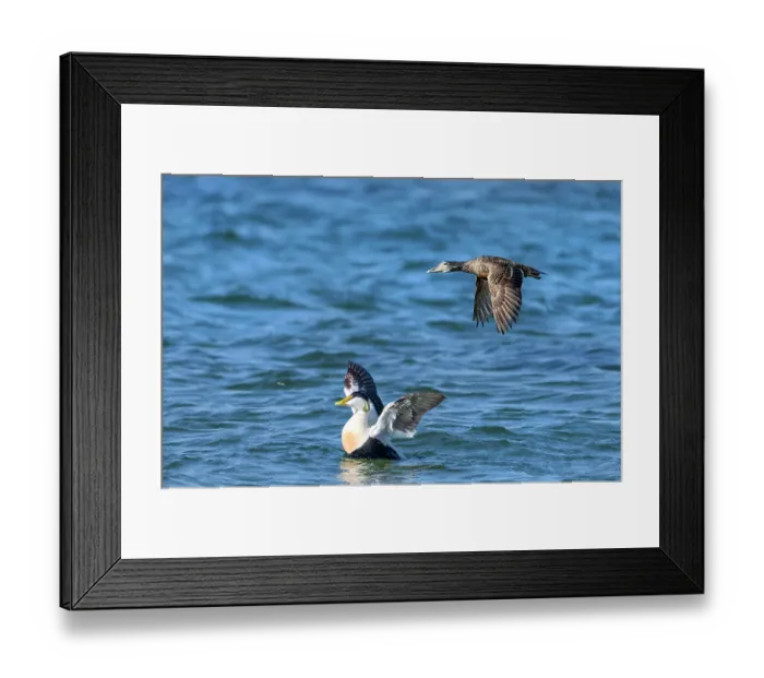 Framed Print : Common eiders (Somateria mollissima) pair, female in flight and male on water, Scotland, UK. May Framed Print : Common eiders (Somateria mollissima) pair, female in flight and male on water, Scotland, UK. May