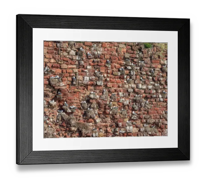 Framed Print : Kittiwakes (Rissa tridactyla) nesting colony on ruins of castle wall, Dunbar Castle, East Lothian, Scotland, UK. May Framed Print : Kittiwakes (Rissa tridactyla) nesting colony on ruins of castle wall, Dunbar Castle, East Lothian, Scotland, UK. May