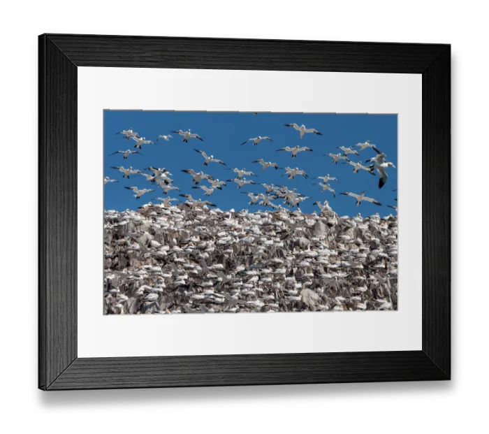 Framed Print : Northern gannets (Morus bassanus) nesting colony in flight, Bass Rock, Lothian, Scotland, UK. May Framed Print : Northern gannets (Morus bassanus) nesting colony in flight, Bass Rock, Lothian, Scotland, UK. May